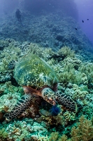 Photos sous-marines